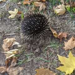 Tachyglossus aculeatus (Short-beaked Echidna) at West Wodonga, VIC - 25 May 2021 by ChrisAllen