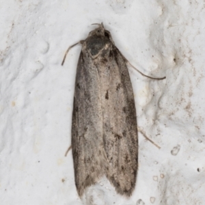 Oecophoridae (family) at Melba, ACT - 27 May 2021 09:58 PM