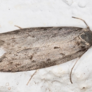 Oecophoridae (family) at Melba, ACT - 27 May 2021