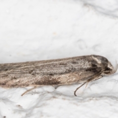 Oecophoridae (family) at Melba, ACT - 27 May 2021 09:58 PM