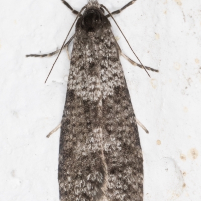 Lepidoscia adelopis, annosella and similar species (A Case moth) at Melba, ACT - 27 May 2021 by kasiaaus