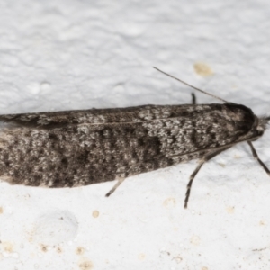 Lepidoscia adelopis, annosella and similar species at Melba, ACT - 27 May 2021 10:00 PM