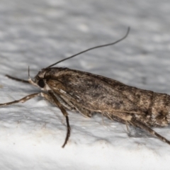 Philobota brachypterous female species at Melba, ACT - 29 May 2021