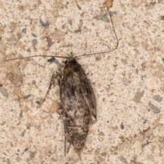 Philobota brachypterous female species at Melba, ACT - 29 May 2021