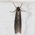 Lepidoscia (genus) at Melba, ACT - 28 May 2021
