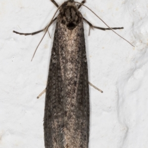 Lepidoscia saxosa at Melba, ACT - 29 May 2021