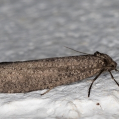 Lepidoscia saxosa at Melba, ACT - 29 May 2021 01:34 AM