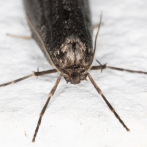 Lepidoscia saxosa at Melba, ACT - 29 May 2021