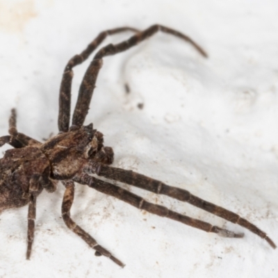 Stephanopinae (sub-family) (A crab spider) at Melba, ACT - 28 May 2021 by kasiaaus