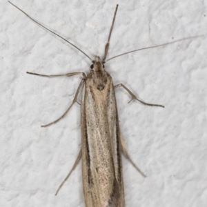 Philobota brachypterous female species at Melba, ACT - 29 May 2021