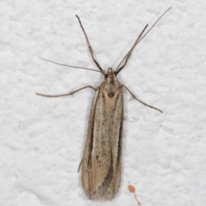 Philobota brachypterous female species at Melba, ACT - 29 May 2021