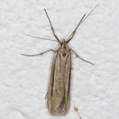 Philobota brachypterous female species at Melba, ACT - 29 May 2021