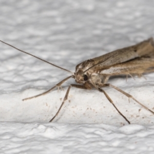 Philobota brachypterous female species at Melba, ACT - 29 May 2021