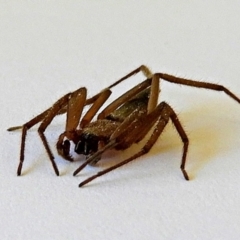 Gnaphosidae or Trochanteriidae (families) (Flat spider) at Crooked Corner, NSW - 28 May 2021 by Milly