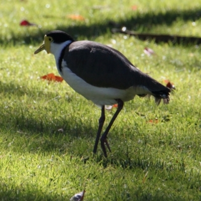 Vanellus miles (Masked Lapwing) at Albury Botanic Gardens - 29 May 2021 by PaulF