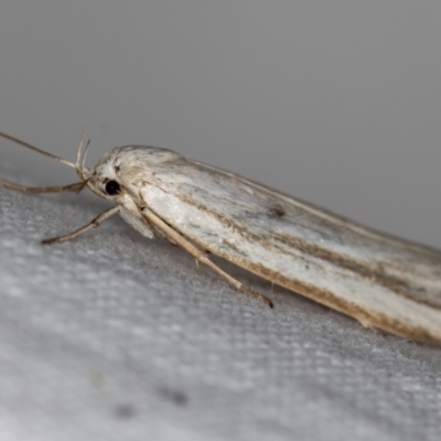 Philobota chionoptera (A concealer moth) at Melba, ACT - 18 Nov 2020 by Bron