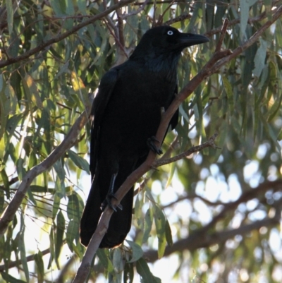 Corvus coronoides (Australian Raven) at Little Black Springs - 29 May 2021 by PaulF