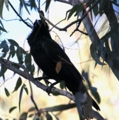 Corvus coronoides at North Albury, NSW - 29 May 2021 02:27 PM