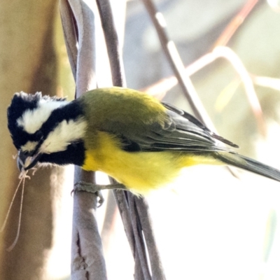 Falcunculus frontatus (Eastern Shrike-tit) at Namadgi National Park - 29 May 2021 by patrickcox