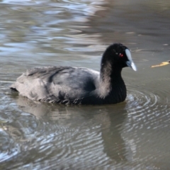 Fulica atra (Eurasian Coot) at North Albury, NSW - 29 May 2021 by PaulF