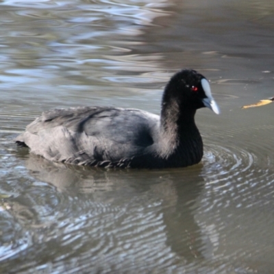 Fulica atra (Eurasian Coot) at Little Black Springs - 29 May 2021 by PaulF