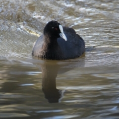 Fulica atra at Albury - 29 May 2021 02:26 PM