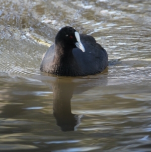 Fulica atra at Albury - 29 May 2021 02:26 PM