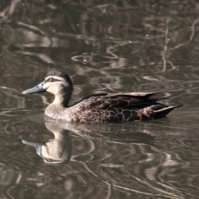 Anas superciliosa (Pacific Black Duck) at Little Black Springs - 29 May 2021 by PaulF