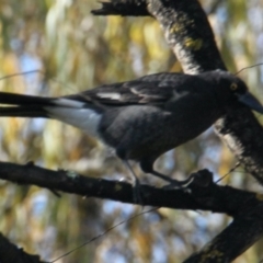 Strepera graculina (Pied Currawong) at Little Black Springs - 29 May 2021 by PaulF