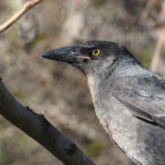 Strepera graculina at North Albury, NSW - 29 May 2021 02:31 PM