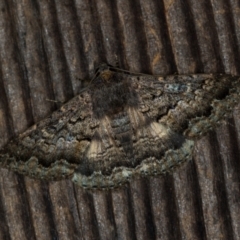 Eudesmeola lawsoni (Lawson's Night Moth) at Melba, ACT - 15 Nov 2020 by Bron