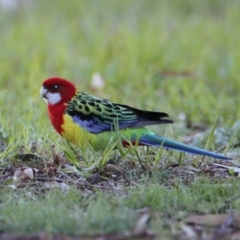 Platycercus eximius (Eastern Rosella) at Springdale Heights, NSW - 28 May 2021 by PaulF