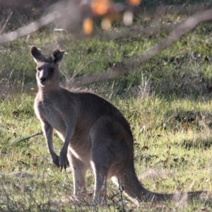 Macropus giganteus at Springdale Heights, NSW - 28 May 2021 03:10 PM