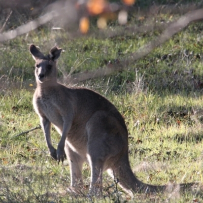 Macropus giganteus (Eastern Grey Kangaroo) at Albury - 28 May 2021 by PaulF