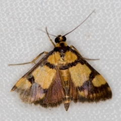 Deuterarcha xanthomela (A Crambid moth (Spilomelinae)) at Melba, ACT - 15 Nov 2020 by Bron