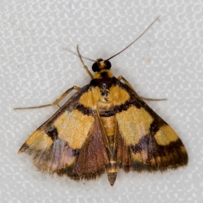 Deuterarcha xanthomela (A Crambid moth (Spilomelinae)) at Melba, ACT - 15 Nov 2020 by Bron