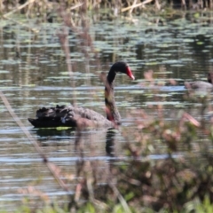 Cygnus atratus (Black Swan) at Splitters Creek, NSW - 23 May 2021 by PaulF