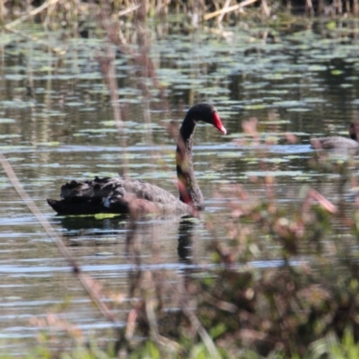 Cygnus atratus (Black Swan) at Albury - 23 May 2021 by PaulF