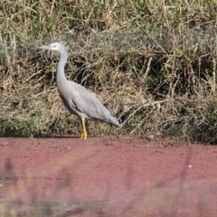 Egretta novaehollandiae (White-faced Heron) at Wonga Wetlands - 23 May 2021 by PaulF