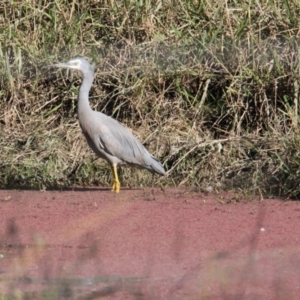 Egretta novaehollandiae at Splitters Creek, NSW - 23 May 2021