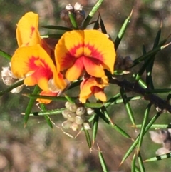 Dillwynia sieberi (Sieber's Parrot Pea) at Kowen Escarpment - 29 May 2021 by JaneR