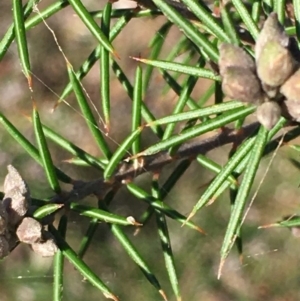 Dillwynia sieberi at Kowen, ACT - 29 May 2021 04:17 PM