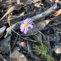 Brachyscome rigidula (Hairy cut-leaf daisy) at Kowen Escarpment - 29 May 2021 by JaneR