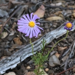 Brachyscome rigidula at Kowen, ACT - 29 May 2021 04:04 PM