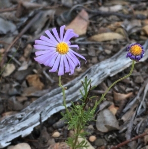 Brachyscome rigidula at Kowen, ACT - 29 May 2021 04:04 PM