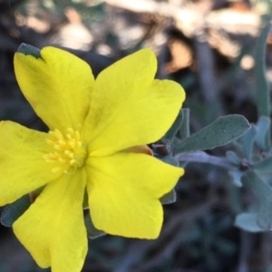 Hibbertia obtusifolia at Kowen, ACT - 29 May 2021