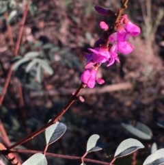 Indigofera australis subsp. australis (Australian Indigo) at Kowen Escarpment - 29 May 2021 by JaneR