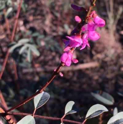 Indigofera australis subsp. australis (Australian Indigo) at Kowen Escarpment - 29 May 2021 by JaneR