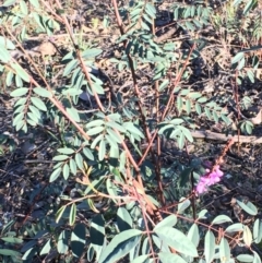 Indigofera australis subsp. australis at Kowen, ACT - 29 May 2021
