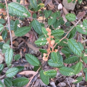 Pomaderris betulina at Kowen, ACT - 29 May 2021